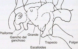 Túnel carpiano vista 3